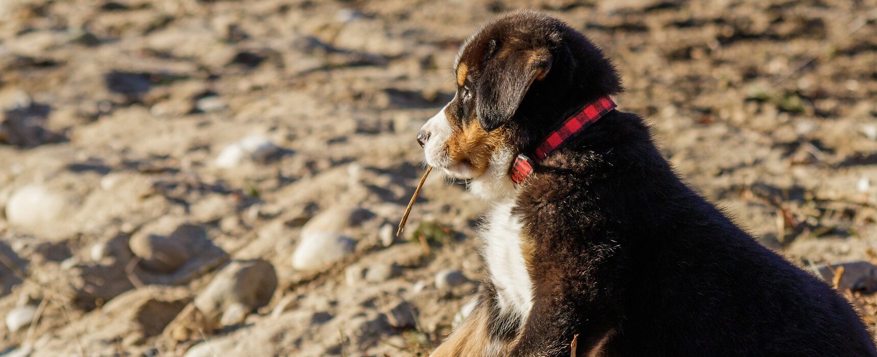 A puppy enjoy a pet friendly Oahu beach.